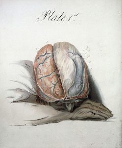 Watercolour of the brain by Sir Charles Bell by Wellcome Library | CC Attribution 2.0 UK: England & Wales License