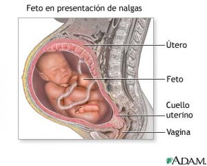 feto nalgas